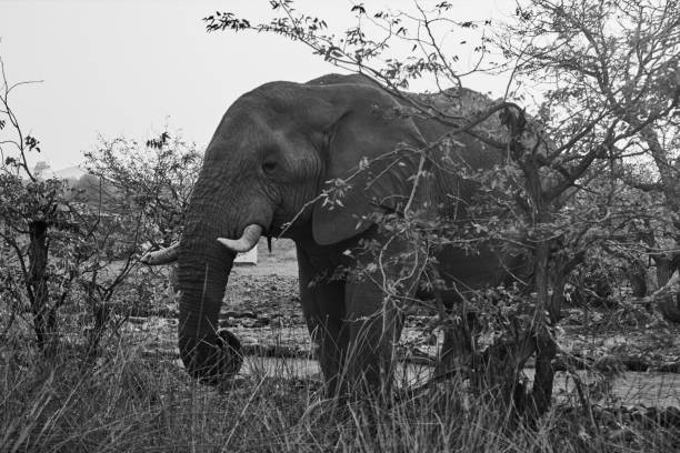 istock Side view of wild African elephant (Loxodonta africana) 1348183934