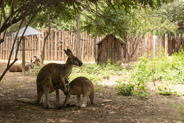istock Mother kangaroo feeds baby kangaroo 1348185051