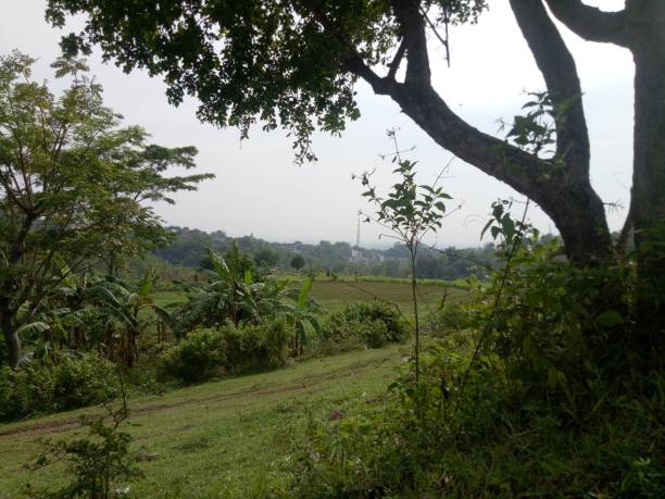 istock beautiful hill with green trees photo 1348185108