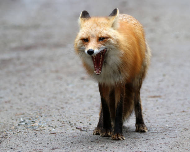 istock Fox in Skagway Alaska 1348185724