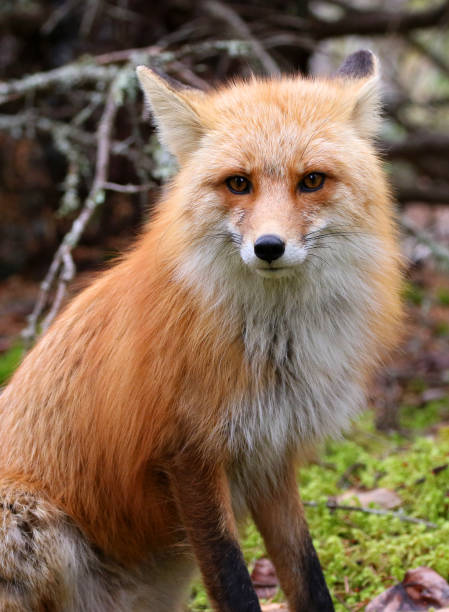 istock Fox in Skagway Alaska 1348185735