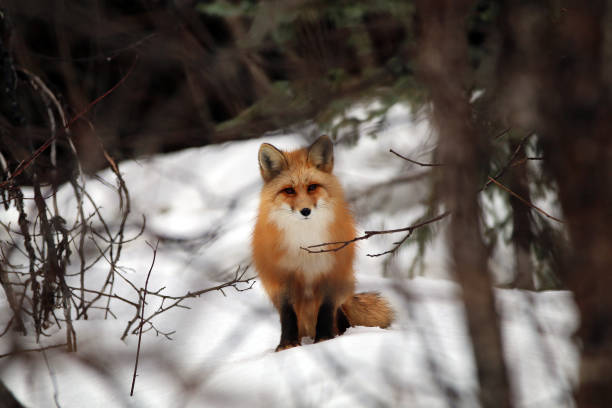 fox in haines alaska - haines imagens e fotografias de stock