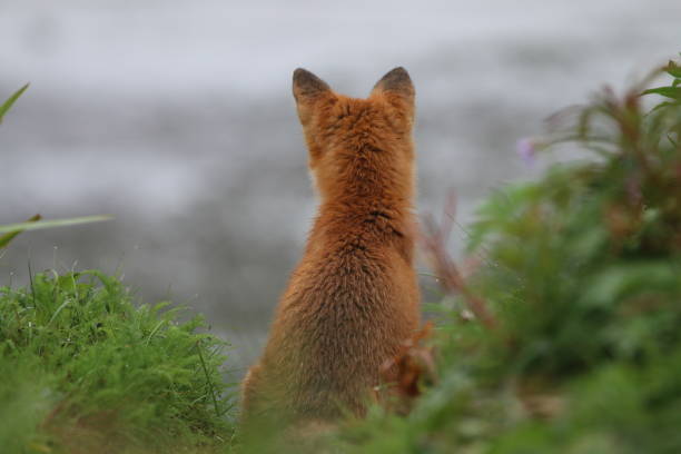 Red fox, vulpes vulpes, on the shore in summer, Quebec, Canada.