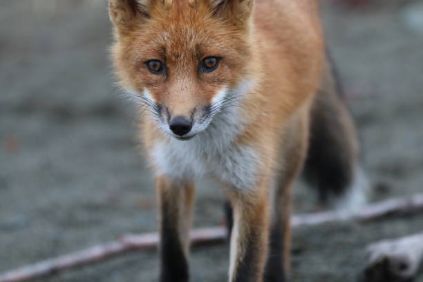 istock Red fox at McNeil River State Game Sanctuary and Refuge 1348185864