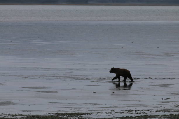 istock Brown bears at McNeil River Alaska 1348185875