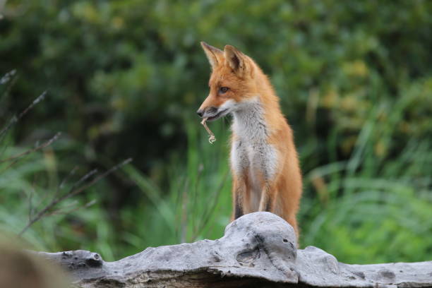 istock Red fox at McNeil River State Game Sanctuary and Refuge 1348185876