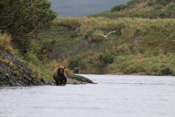 бурые медведи на реке макнил на аляске - katmai national park стоковые фото и изображения