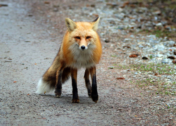 istock Fox in Skagway Alaska 1348185944