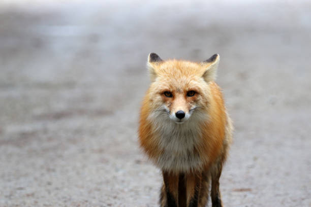 istock Fox in Skagway Alaska 1348185948