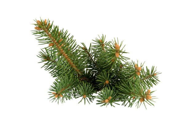 istock Lush branch of spruce on a white background Isolated. 1348186093