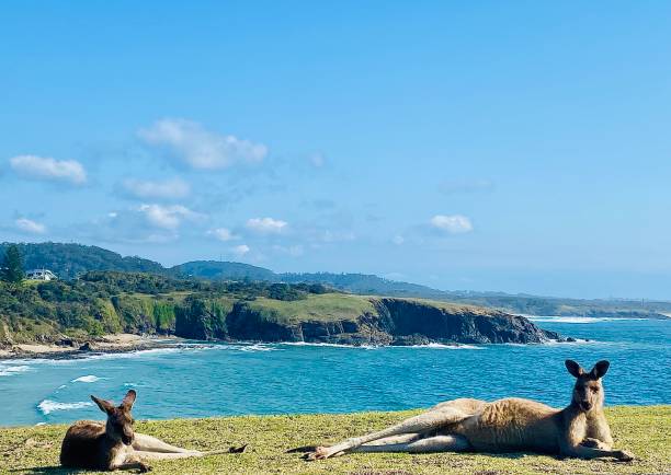 istock Wild Kangaroos Relaxing Ocean Side 1348186677