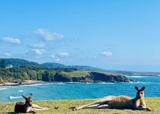 Wild Kangaroos Relaxing Ocean Side Horizontal seascape of wild kangaroos relaxing laying on side on cliff above blue ocean waves with coastline horizon at Emerald Beach ‘Look at Me’ headland walk near Coffs Harbour NSW Australia coffs harbour stock pictures, royalty-free photos & images