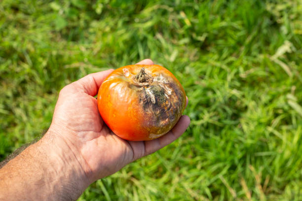 Fruit rot on red tomato. Damaged fruit in the grower's hand. Close-up. Tomato disease. Problems in the crop. Blurred agricultural background. A Fruit rot on red tomato. Damaged fruit in the grower's hand. Close-up. Tomato disease. Problems in the crop. Blurred agricultural background. mildew stock pictures, royalty-free photos & images