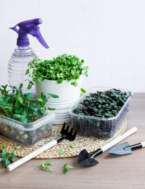 istock Assortment of micro greens on wooden table 1348187984