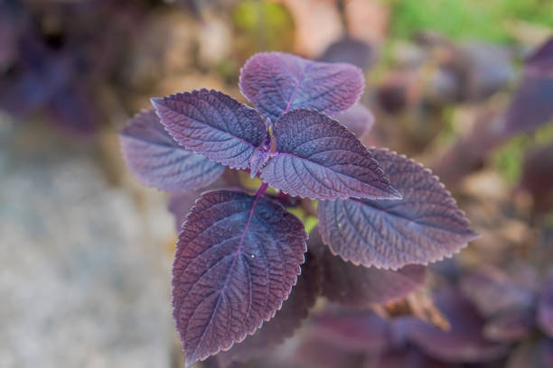 Red Beefsteak plant's leaves. celosia argentea.