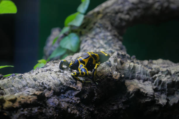 istock Close up yellow-banded poison dart frog tree log 1348188824