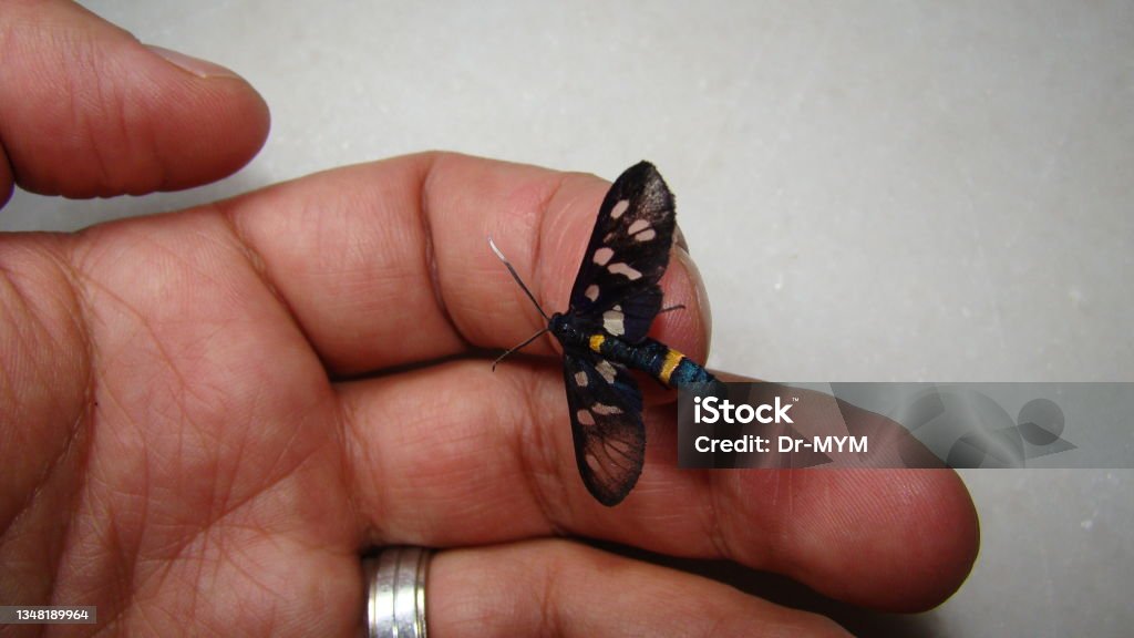 Schmetterling Als Haustier Biologe Exotischer Tierarzt Der Ein Insekt