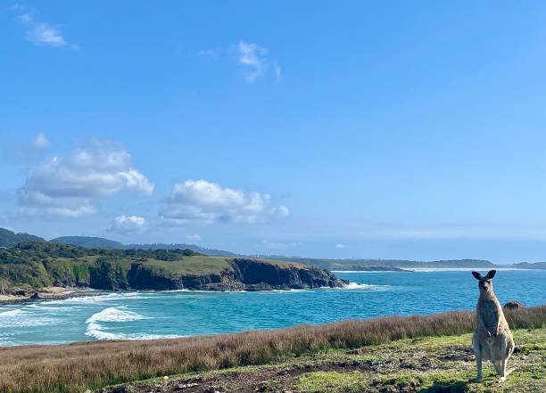 istock Wild Kangaroo on Ocean Headland 1348190023