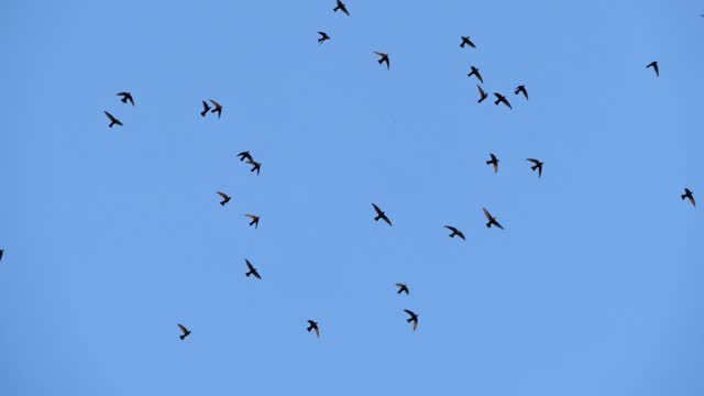 Slow motion speed panning camera scene on swarm of swifts flying scattered on gloomy blue sky in evening