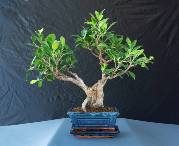 Ficus tigerbark bonsai Ficus tigerbark bonsai (Ficus retusa) in akadama soil chinese banyan bonsai stock pictures, royalty-free photos & images