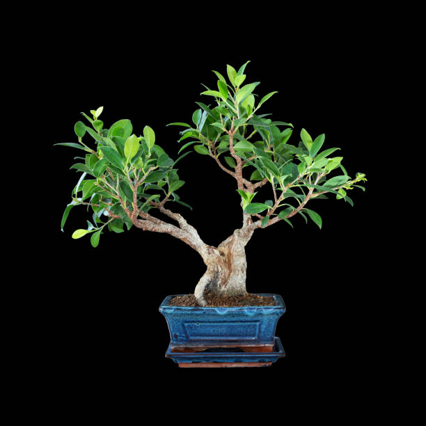 bonsai di fico tigerbark su sfondo scuro - ginseng bonsai tree fig tree banyan tree foto e immagini stock