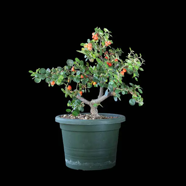 Cotoneaster horizontalis prebonsai isolated over dark background; young plant in plastic nursery pot