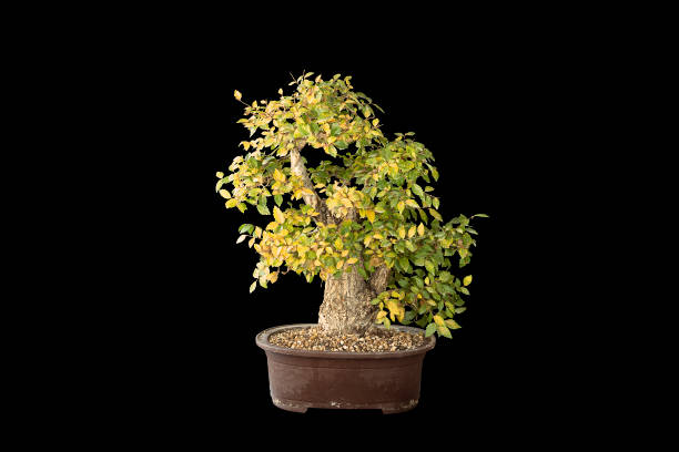 istock old beautiful elm bonsai isolated over dark background 1348191902