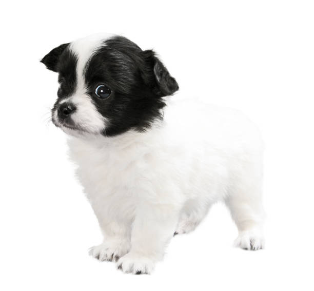 istock Small white-black puppy isolated 1348193211