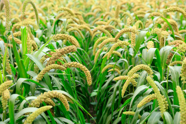 istock Millet, millet in a wooden container 1348193387