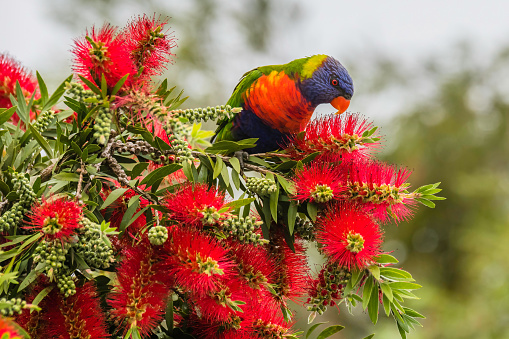 A pair of colorful rainbow lorikeets on a tree branch, one grooming another. This is a species of birds that is native to Australia. Seen mainly in rainforest, coastal bushland and woodland habitats.