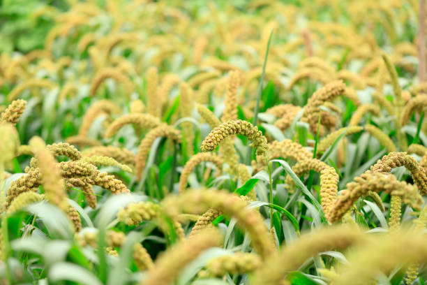 istock Millet, millet in a wooden container 1348194064
