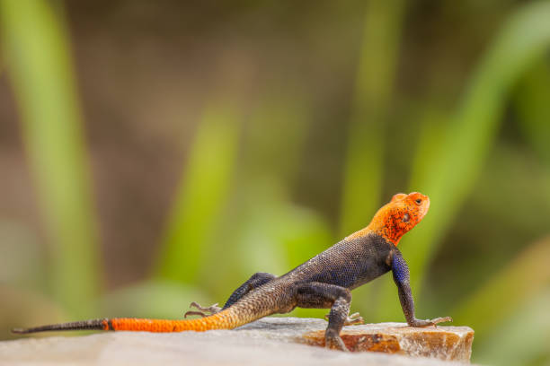 istock A male african rainbow lizard or red headed agama, Murchison Falls National Park, Uganda. 1348194105