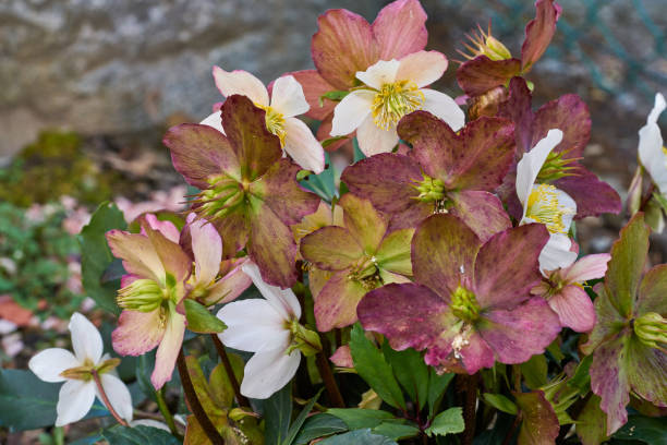 Mountain flower Colorful flower on the Pyrenees mountains hellebore stock pictures, royalty-free photos & images