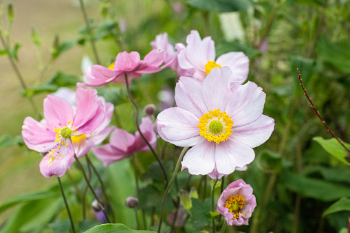 Blossom pale pink anemone flower macro photography in summer day. Windflower with light pink petals on green background close-up photo in summertime.