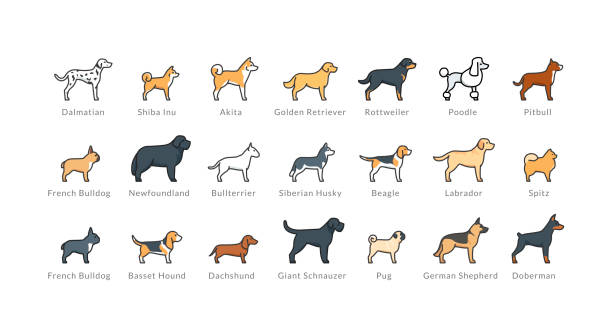 Dog breeds icons set: akita, rottweiler, beagle, domerman. Isolated linear vector illustrations on white background. Filled outline, editable strokes. EPS10 pure bred dog stock illustrations