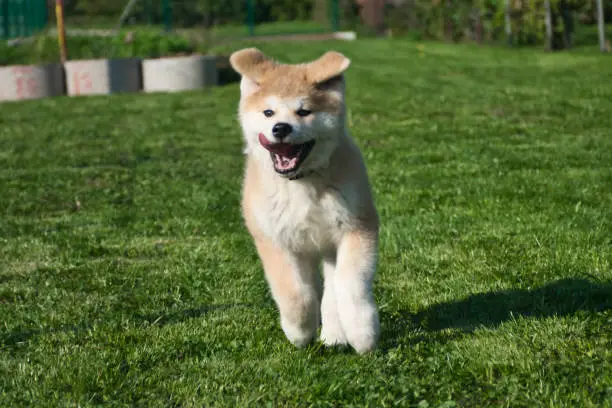 This is a photograph of a young Akita Inu puppy, while exploring.
Shot with Nikon