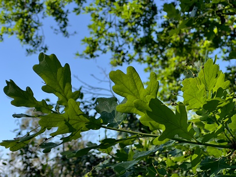 Macro of green acorn on a green oak tree under the warm summer sun