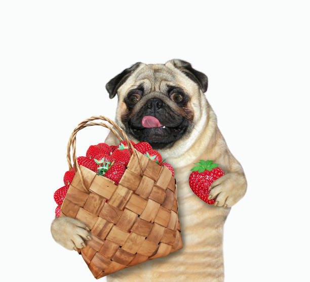 istock Dog pug holds basket of strawberries 1348199152