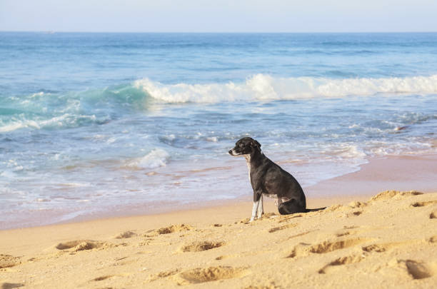 istock Picture of a dog sitting on a tropical beach. 1348200042