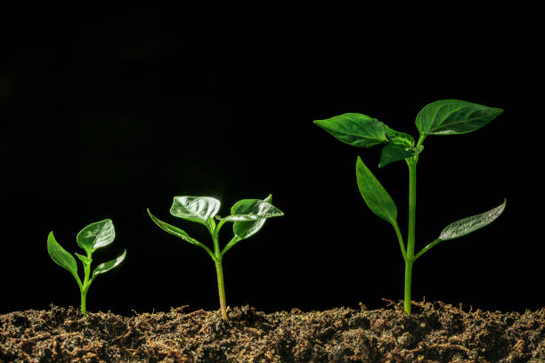 istock Green seedling growing on the ground in the rain 1348200413