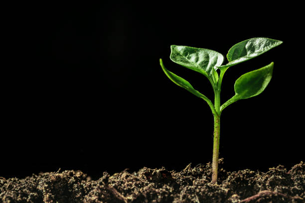 istock Green seedling growing on the ground in the rain 1348200431