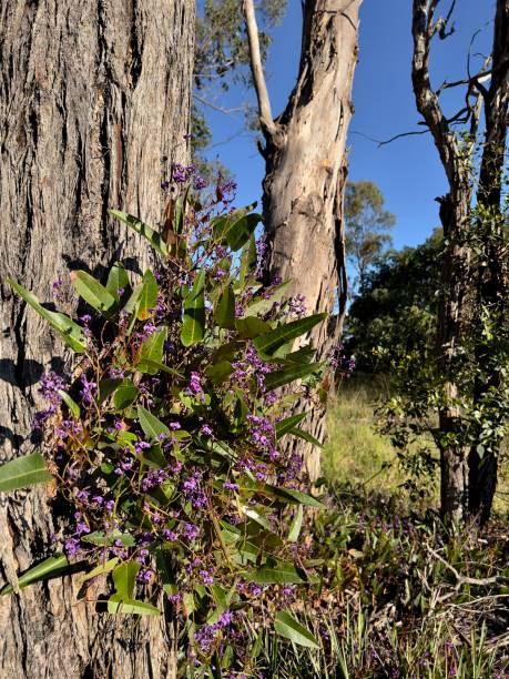 istock Purple Coral Pea - Hardenbergia 1348203417