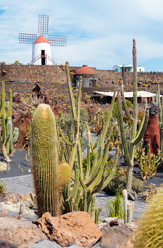 Cactus garden, touristic attraction in Lanzarote, Canary Island, Spain