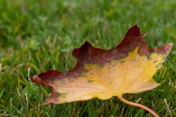 Withered decaying yellow and brown maple leaf on fresh green grass conceptual of the autumn or fall season in a low angle view