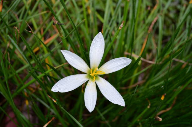 istock Zephyranthes candida, with common names that includes autumn Zephyr lily, white wildflower and Peruvian swamp lily, is a species of rain lily. Amaryllidaceae. White fairy lily 1348205593
