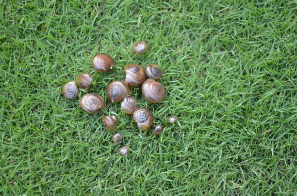 Asian trampsnail,is a species of small,invasive land snail.It's a pulmonate gastropod terrestrial mollusc in the family Bradybaenidae.Most broadly-distributed species of terrestrial snail in the World el caracol de los vagabundos asiáticos es una especie de molsco gasterócico de la familia te 10018. es un molusco terrestre gasterópodo pulmonado de la familia bradybaenidae.especie de caracol terrestre más ampliamente distribuida en el mundo