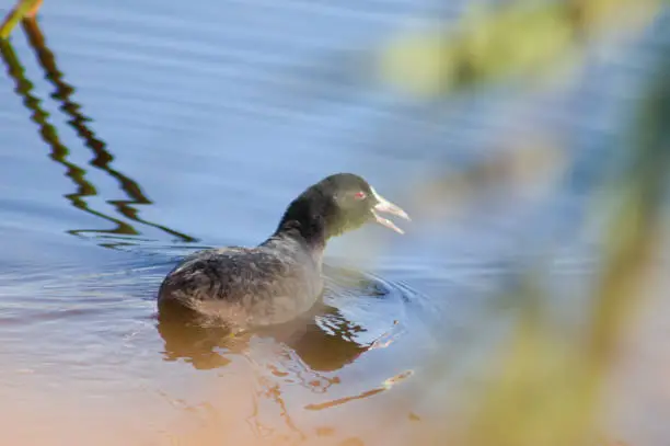 Photo of Eurasian coot swimming on lake close-up view with selective focus on foreground