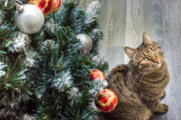 istock Christmas concept. Cat and decorated Christmas tree 1348206600