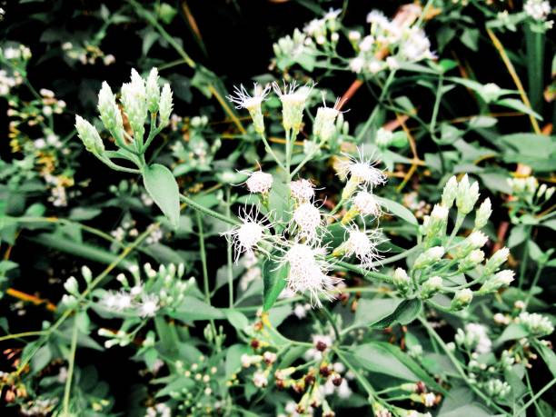 istock The beauty of the white 1348207829