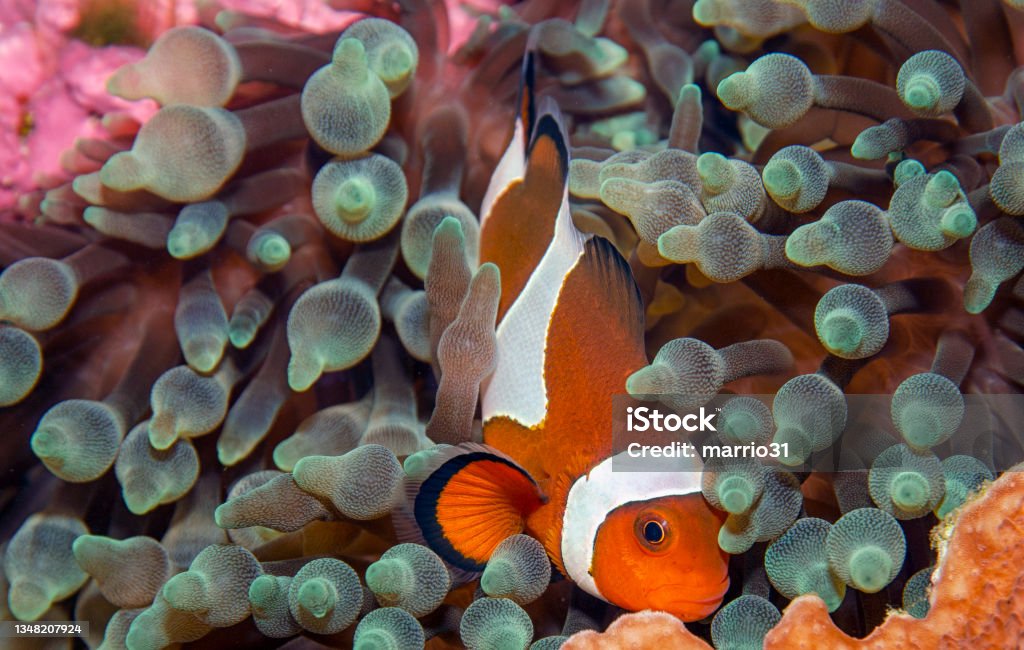 Clownfish and anemone Clown Fish Stock Photo